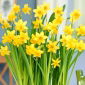 Narcissus Head-to-Head - cap de cap la cap - 5 bulbi