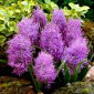 Muscari Plumosum – Schopf-Traubenhyazinthe - 5 Zwiebeln