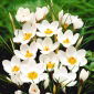  Krokus Ard Schenk - pakket van 10 stuks - Crocus Ard Schenk