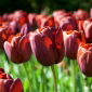 Tulip Dom Pedro - 5 pcs