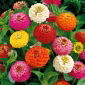 Dvergzinnia "Pepito" - dobbeltblomstret utvalg - 