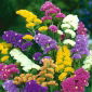 Statice mešana semena - Limonium sinuatum - 105 semen