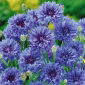 Kornblume - Blau - Centaurea cyanus - Klassisches Blau, ideal für Beete - Samen