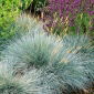 Blåsvingel - Festuca glauca - Året runt blå skönhet - Färska frön