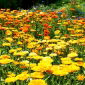 De goudsbloem - hagelplant - 100 gram; Rozen, Goudsbloem, Schotse Goudsbloem