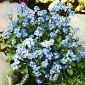 Glem meg, ikke Glem meg - Ikke frø - Myosotis alpestris - 450 frø - Myosotis alpestris