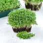 Microgreens - Alfalfa - 100 g - Nährstoffreich, mit feinem Geschmack - Samen