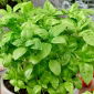 Basilicum - groen - 650 zaden - Ocimum basilicum