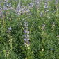 Sweet narrowleaf lupin 'Sonet' - 5 kg; narrow-leaved lupin, blue lupin