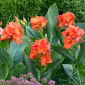 Canna lily - Happy Cleo