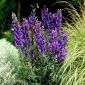 Vienuolystė, akonitas - Aconitum - šaknų rinkinys; vilko lazda, leopardo lazda, pelėkaulis, moteriškas, velnio šalmas, nuodų karalienė, mėlyna raketa