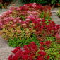 Cultivo de piedra caucásico - Sedum spurium - conjunto de raíces; cultivo de piedra de dos hileras