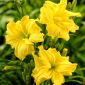 Daylily 'River Wye'
