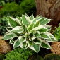 Hosta 'Patriot'; útifű liliom, giboshi