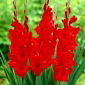 Gladiolus &#39;Oscar&#39; - 5 lökar