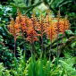 Cobra lilja &#39;Saturnus&#39;; Chasmanthe