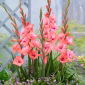 Gladiolus 'Whitney' - 5 bulbi