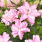 Double oriental lily 'Roselily Anouska' - beautiful fragrance!