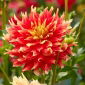 Dahlia - Bodacious - 