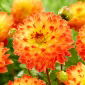 Dahlia - Procyon - 