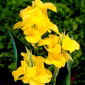 Canna lily - Richard Wallace
