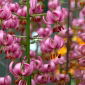 Pink martagon lilje; Turk's hætte lilje