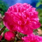 Peony 'Amabilis' - root set