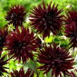 Cactus dahlia - Tamburo