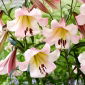 "Eastern Moon" tree lily