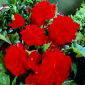 Begonia, Großblütige Begonie Double Red - 2 Zwiebeln
