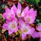Colchique - Lilac Wonder -  Colchicum