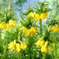 Corona imperial - amarillo - Fritillaria imperialis