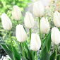 Тюльпан Hakuun - пакет из 5 штук - Tulipa Hakuun