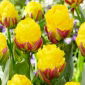 "Ice Cream Banana" pioenvormige tulp - 5 bollen - 