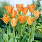 Tulip Orange Emperor - 5 pcs