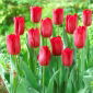Tulipán Strong Love - 5 ks.