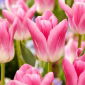 Tulp Royal Ten - 5 stuks - 