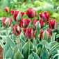 Tulip Esperanto - 5 pcs