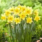 Narciso Barenwyn - 5 pezzi