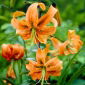 Lily - Henryi