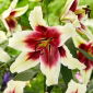 Lily - Zeba