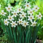 Narcissus Recurvus - Daffodil Recurvus - 5 bulbi