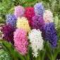 Jacinto - MIX - pacote de 3 peças - Hyacinthus