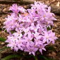 Chionodoxa luciliae - Rose Queen - pakket van 10 stuks