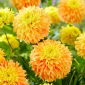 Dahlia - Diepe impact - 