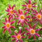 Dahlia - Honka Pink - 