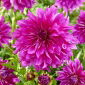 Dahlia --Paarse Taiheijo - 