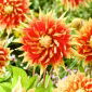 Dahlia - Herfstzonnestraal - 