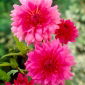 Rosa Dahlie - Dahlia Pink