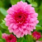 Dahlia - Rosella